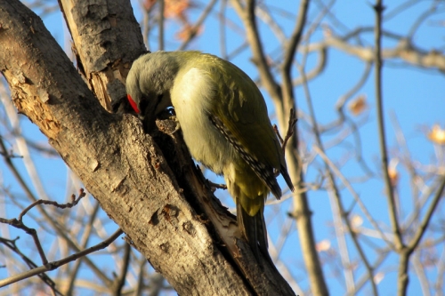 ����� �����